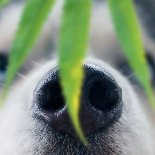 Cannabis and Your Pet