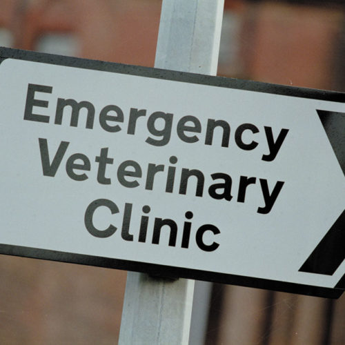 Emergency Veterinary Clinic