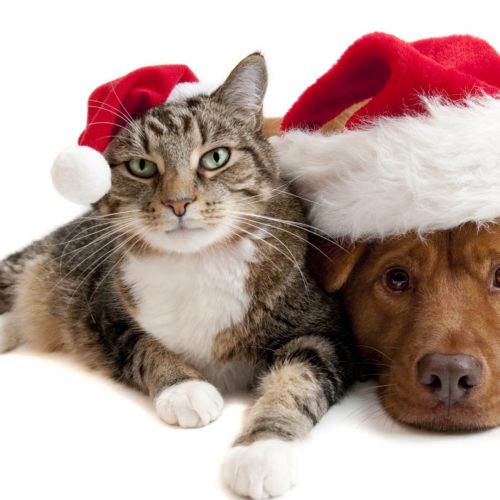 Christmas Cat & Dog