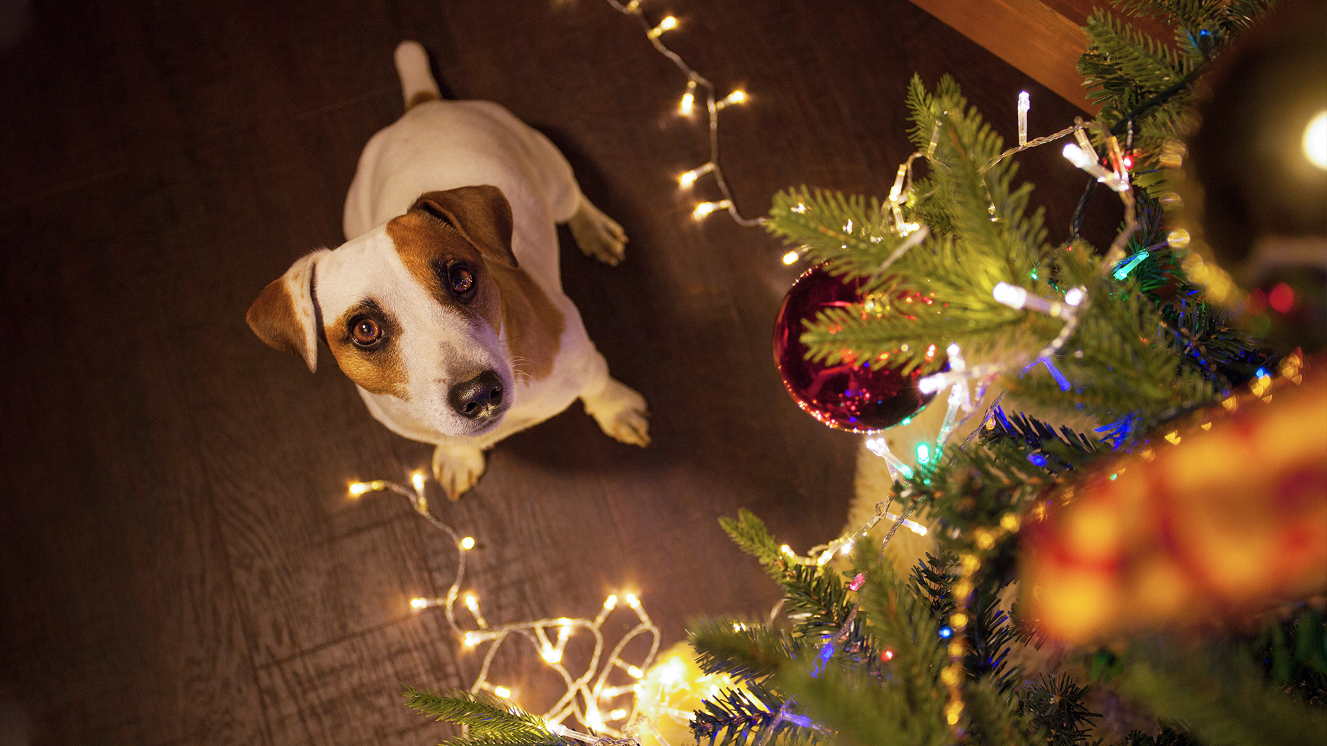 Things at Christmas your pet should avoid