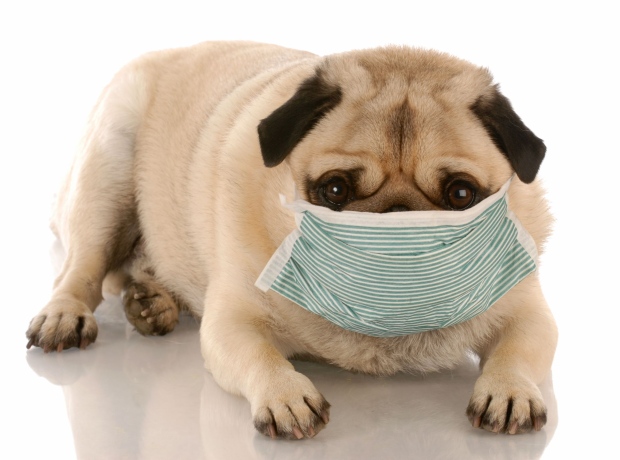 Coronavirus and your pet – What you need to know.