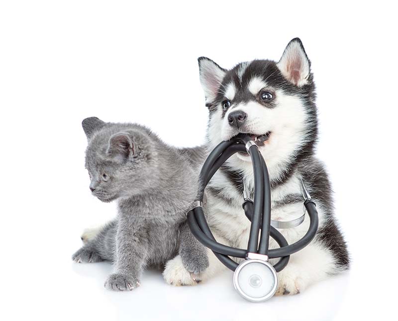 Puppy and Kitten with a stethoscope